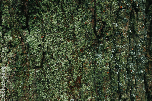 Dark green tree bark texture for background. Beautiful green wallpaper. Moss on the bark of a tree. Oak in the forest covered with moss and lichen. Copy space, template for design.