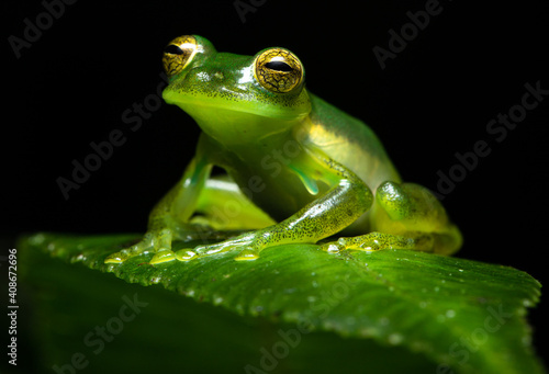 Close up of an Emerald Glass Frog or Nicaragua Giant Glass Frog (Spadarana prosoblepon). Green frog on a green leaf.Rana de cristal esmeralda sobre una hoja verde.