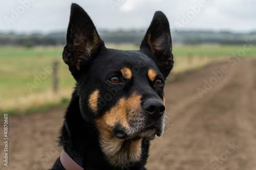 Portrait of a working kelpie 