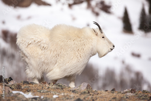 Side profile of a Mountain Goat