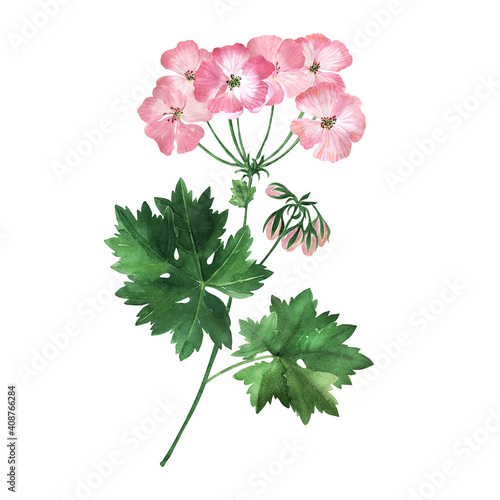 Watercolor illustration with inflorescences, flowers, buds and leaves of the geranium plant