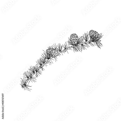 Vector illustration of the black line hand drawn larch branch with cones isolated on white background