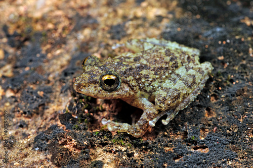 Halliday's Shrub Frog // Halliday Ruderfrosch (Pseudophilautus cf. hallidayi) Sri Lanka
