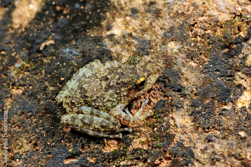 Halliday's Shrub Frog // Halliday Ruderfrosch (Pseudophilautus cf. hallidayi) Sri Lanka