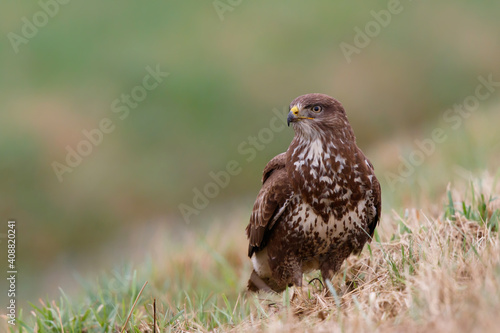 Common buzzard, buteo buteo, sitting in the meadows in the Netherlands