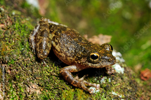 Ruderfrosch // Hollow-snouted Shrub Frog (Pseudophilautus cf. cavirostris) - Sri Lanka