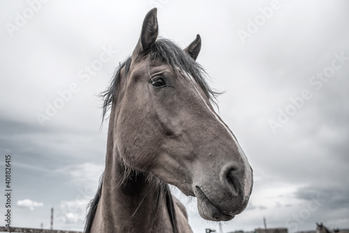 Portrait of a horse on a ranch close-up. Black and white photography