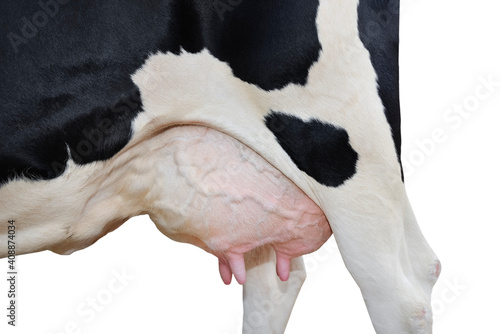 Cow udder close up isolated on white. Farm animals