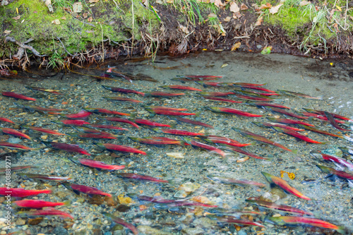 Salmon migration in Lake Tahoe