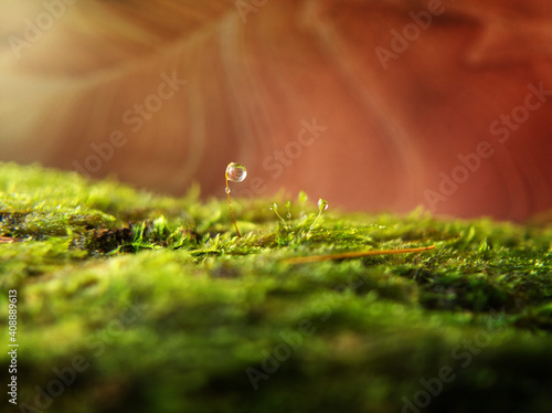 miniature landscape, micro nature, macro, close up, water drop on a stalk with moos. 