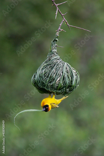 Vitelline Masked Weaver (Ploceus vitellinus) male at nest with nesting material, Serengeti National Park, Tanzania