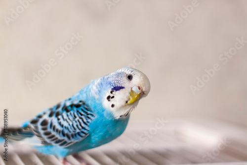 A beautiful blue budgie sits without a cage. Tropical birds at home.