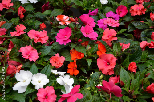 Impatiens walleriana flowers. Beautiful fresh flowers. Summer nature. Garden, park or wild nature plant.