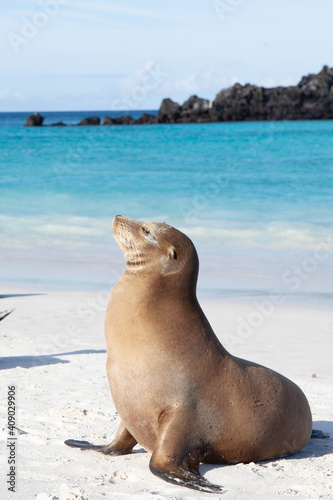 Vertical of a Galapagos Sea Lion, Zalophus wollebaeki, on the sand