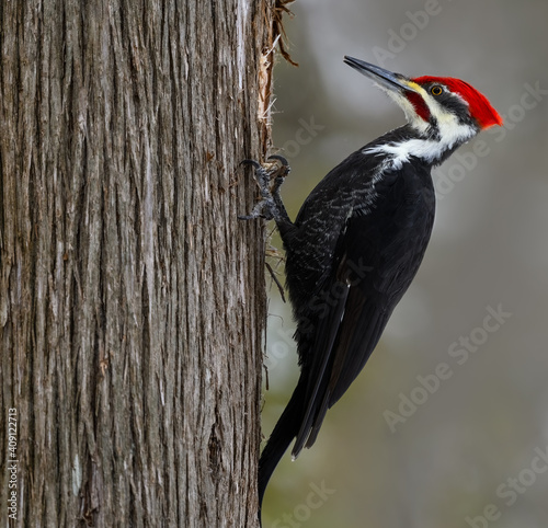 Male Pileated Woodpecker on Tree Trunk in Winter, Closeup Portrait