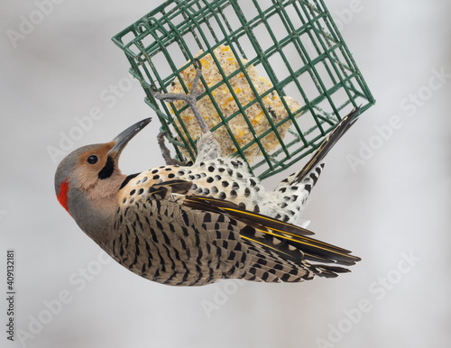 Adult male Yellow-shafted Flicker 
