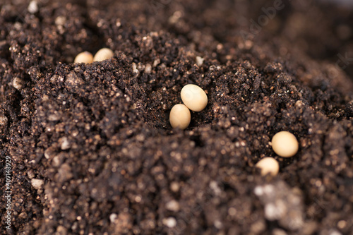 Close up of Soybeans Planted in the soil