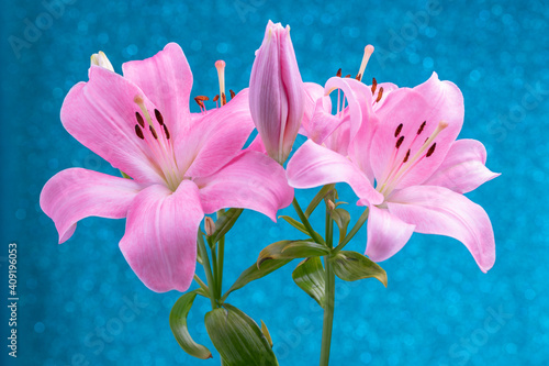 Beautiful flowers of lillies on colored background background.