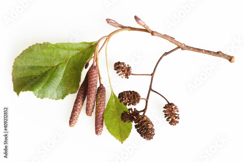 A branch of alder leaves, catkins and cones and green cones. Branch of Alnus glutinosa, the common alder, black alder in spring.