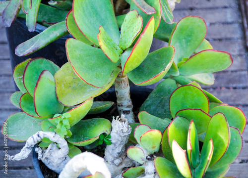 Cotyledon orbiculata plant in the garden