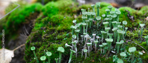 Lichen cladonia pyxidata and moss in autumn forest.