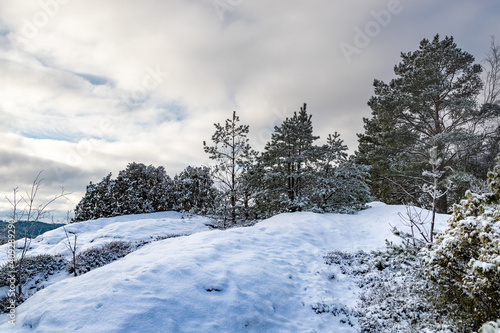Natural winter landscape on a hill with trees and snow in Sweden