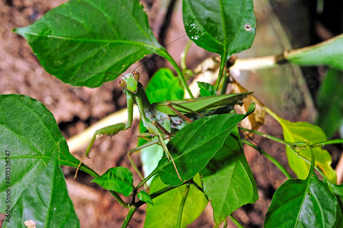 Giant Asian mantis // Indische Riesengottesanbeterin (Hierodula membranacea) - Sri Lanka
