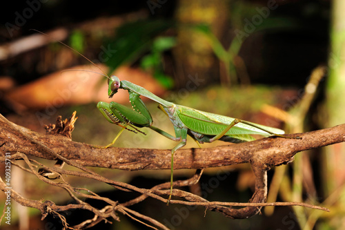 Indische Riesengottesanbeterin // Giant Asian mantis (Hierodula membranacea) - Sri Lanka