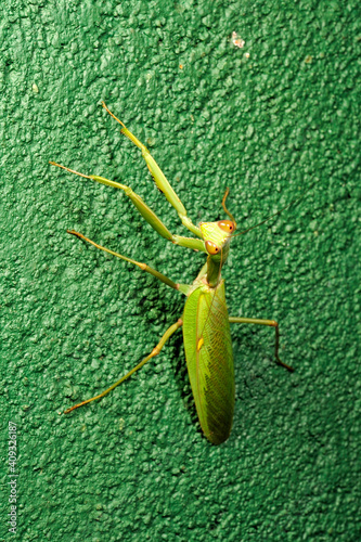 Giant Asian mantis // Indische Riesengottesanbeterin (Hierodula membranacea) - Sri Lanka