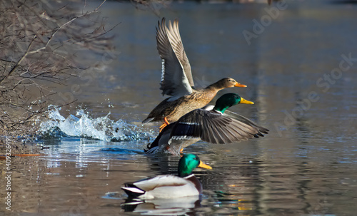 Mallard ducks