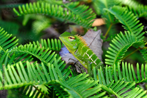 Sägerückenagame // Common green forest lizard (Calotes calotes) - Sri Lanka 