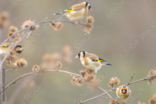 European goldfinch bird, Carduelis carduelis, perched eating seeds during Winter season