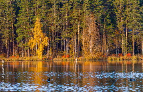 Autumn forest with reflection in the pond water