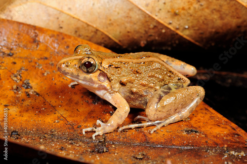 Kirtisinghe's frog (Zakerana kirtisinghei) - Sri Lanka