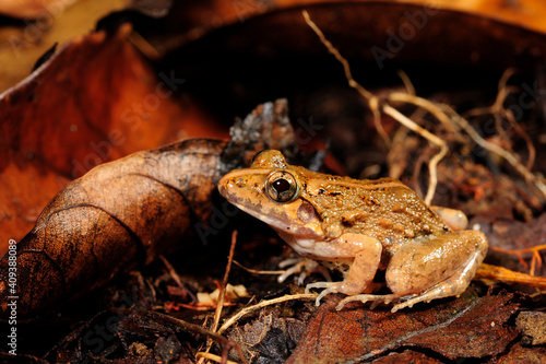 Kirtisinghe's frog (Zakerana kirtisinghei) - Sri Lanka