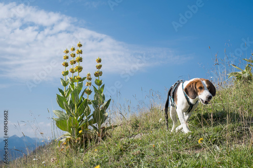 Beagle mit gelbem Enzian