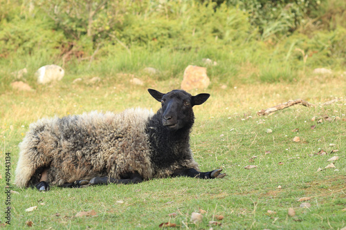 sheep on the shore of the Baltic Sea on the island of Bornholm