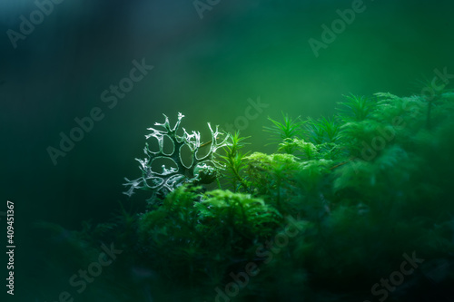 Beautiful closeup of small lichen growing on the forest froor in spring. Natural scenery with shallow depth of field. Woodlands in Northern Europe.