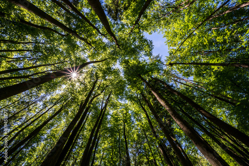 Trees in a forest from below with the sun