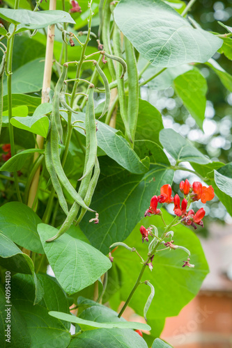 Runner bean plant with beans and flowers in UK vegetable garden