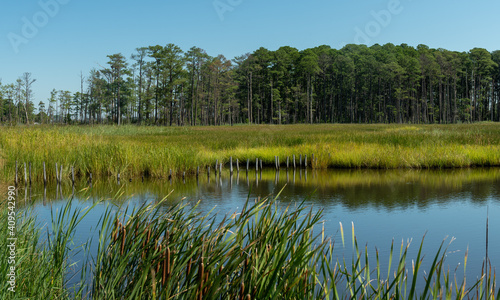 Coastal tidal wetlands on a Sunny Day