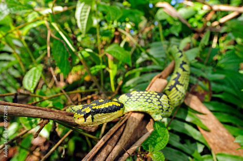 Sri Lanka-Lanzenotter // Sri Lankan pit viper (Trimeresurus trigonocephalus) - Sri Lanka