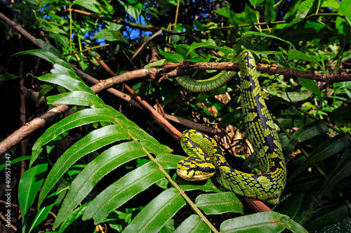 Sri Lanka-Bambusotter // Sri Lankan pit viper (Trimeresurus trigonocephalus) - Sri Lanka