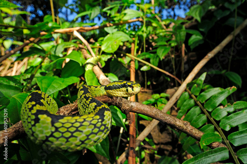 Sri Lankan pit viper // Ceylon Lanzenotter (Trimeresurus trigonocephalus) - Sri Lanka
