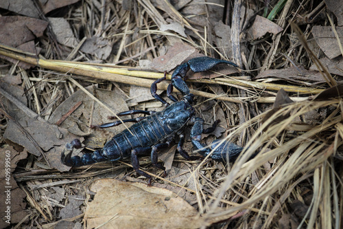 black scorpion on the ground on dry leaves