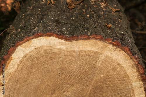 Querschnitt durch den Stamm einer Fichte, Picea abies