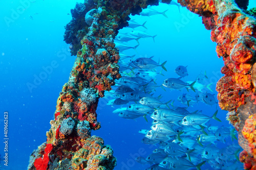 Diving in the Caribbean at the RMS Rhone, beautiful environment with beautiful animals, the ship sank 1867 at Salt Island and 123 people lost there lives, 