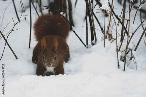 Eichhörnchen Winter Park IV