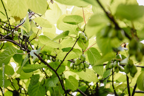 Branch with actinidia fruits and green leaves close-up in the garden. Selective cultivation of cultivated plants to preserve the stock and sale of surplus.