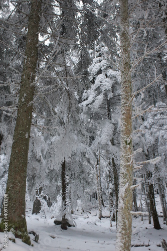 La neige en forêt